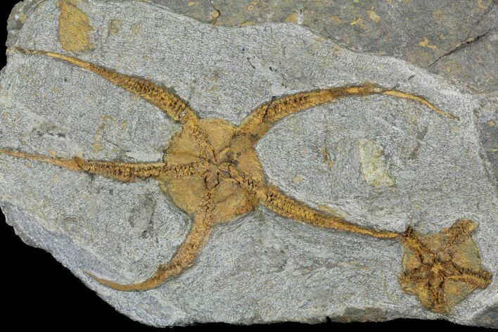 Detailed Ordovician Brittle Star (Ophiura) - Morocco #95208